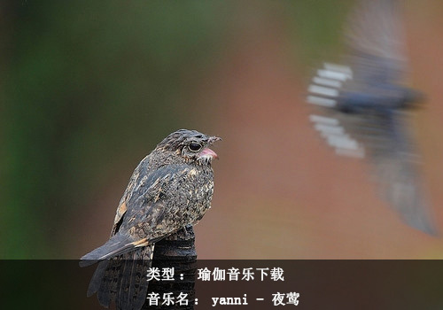 瑜伽音樂(lè)下載：Yanni - 夜鶯