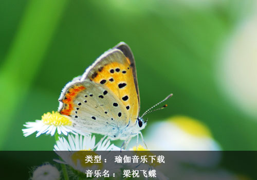 瑜伽音樂(lè)下載-梁祝飛蝶