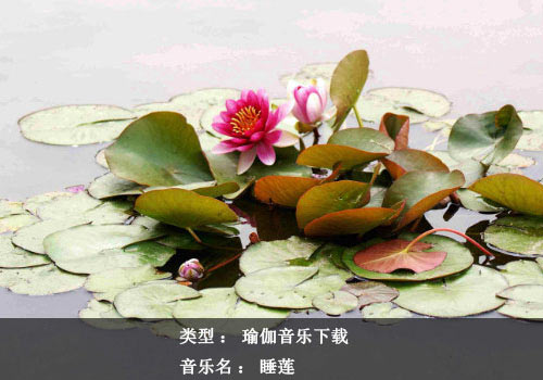 瑜伽音樂下載：睡蓮