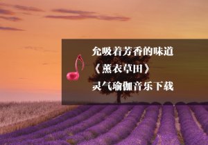 《瑜伽音樂(lè)下載》薰衣草田