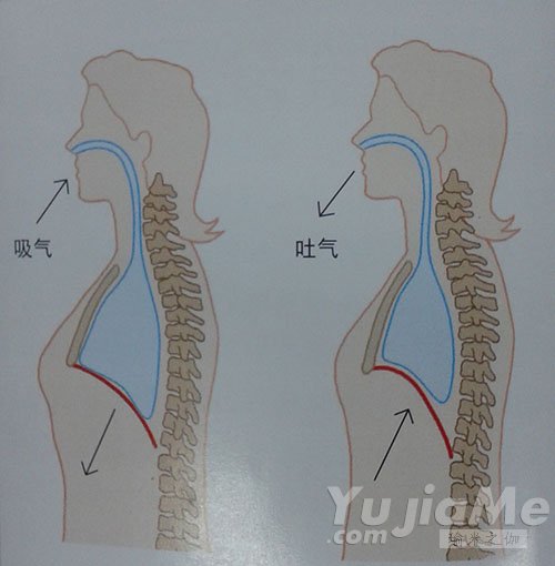 呼吸時(shí)肺腔橫膈膜之差異示意圖