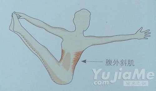 腹外斜肌